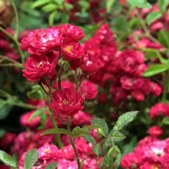 Rosa Fairy Dance - roșu - trandafir pentru straturi Polyantha